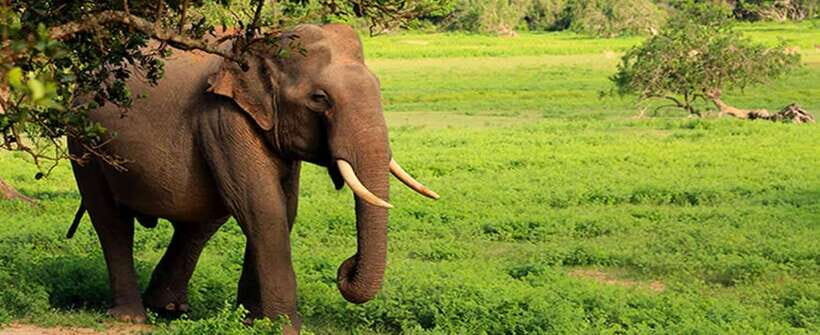 From Ella: Udawalawa Safari and Tangalle/Hiriketiya Transfer - Price details you shouldn’t miss: entrance fees and the food gap