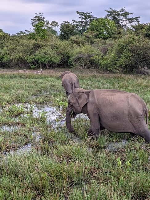 From Ella : Udawalawa Safari & Drop Tangalle/ Mirissa/ Galle - Who This Tour Is Best For (and Who Should Rethink It)