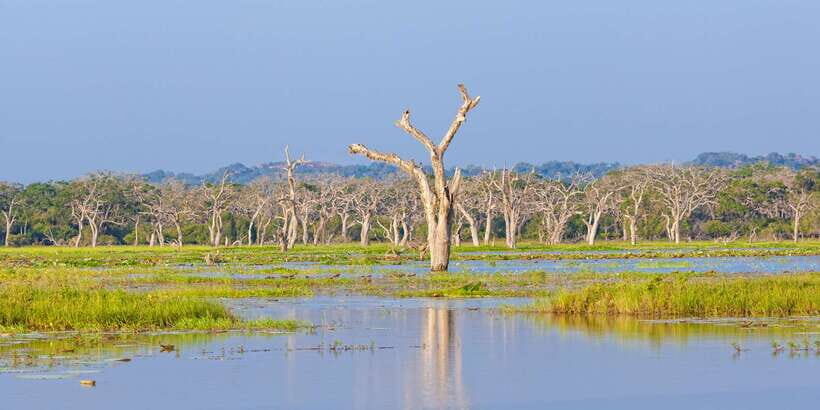 From Ella: Yala National Park Safari Tour in a 4x4 - The 3-hour safari drive: how to get value out of limited time