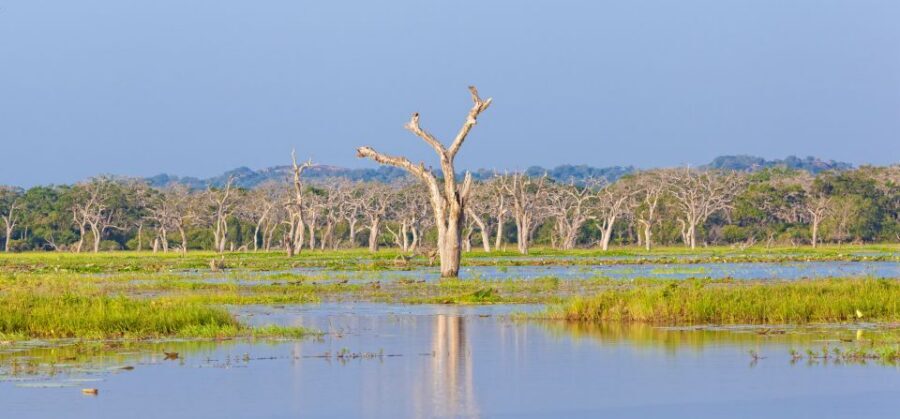 From Ella: Yala National Park Safari Tour in a 4x4 - Price and logistics: what your $49 covers (and what it doesn’t)