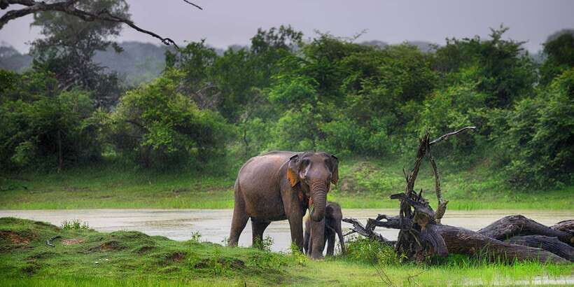 From Ella: Yala National Park Safari Tour in a 4x4 - Who this Yala safari from Ella is best for