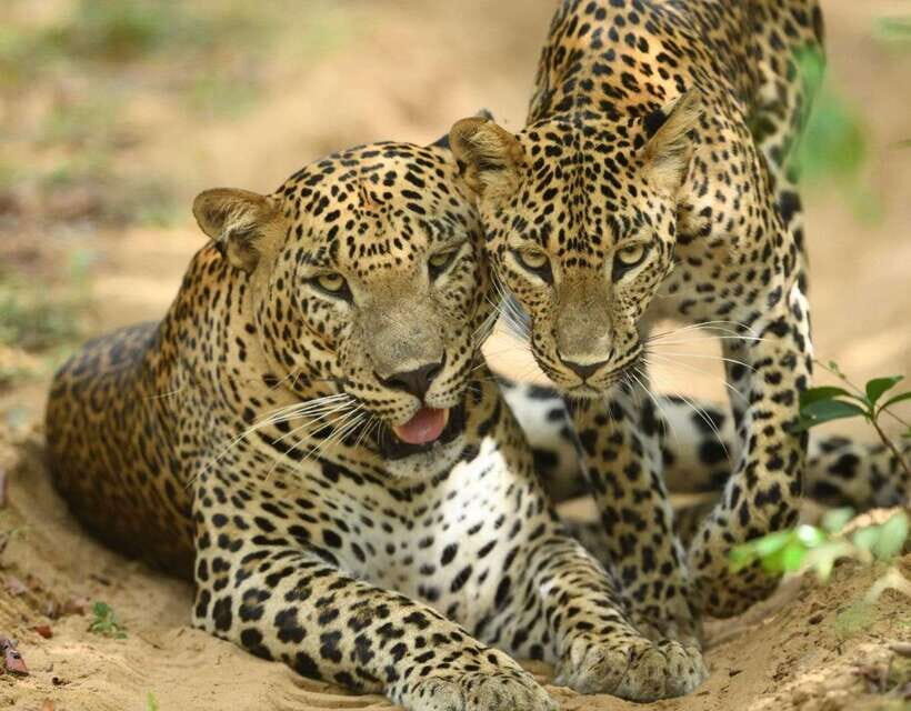 From Ella: Yala Safari Tour with Drop at Tangalle/Hiriketiya - The guide factor: what “experienced” looks like in the real world