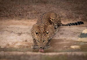 From Ella: Yala Safari with Tangalle/Mirissa/Galle Drop-off - Getting picked up in Ella (or beyond) without the stress