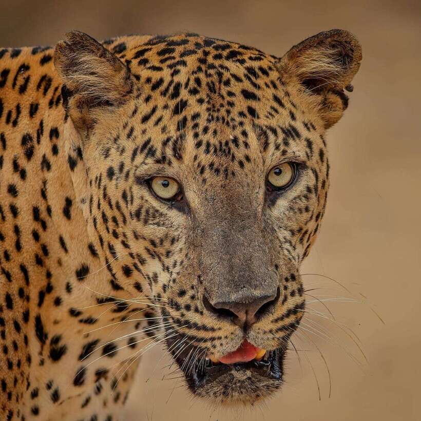 From Ella: Yala Safari with Tangalle/Mirissa/Galle Drop-off - Yala National Park safari: what the 4 hours are really for
