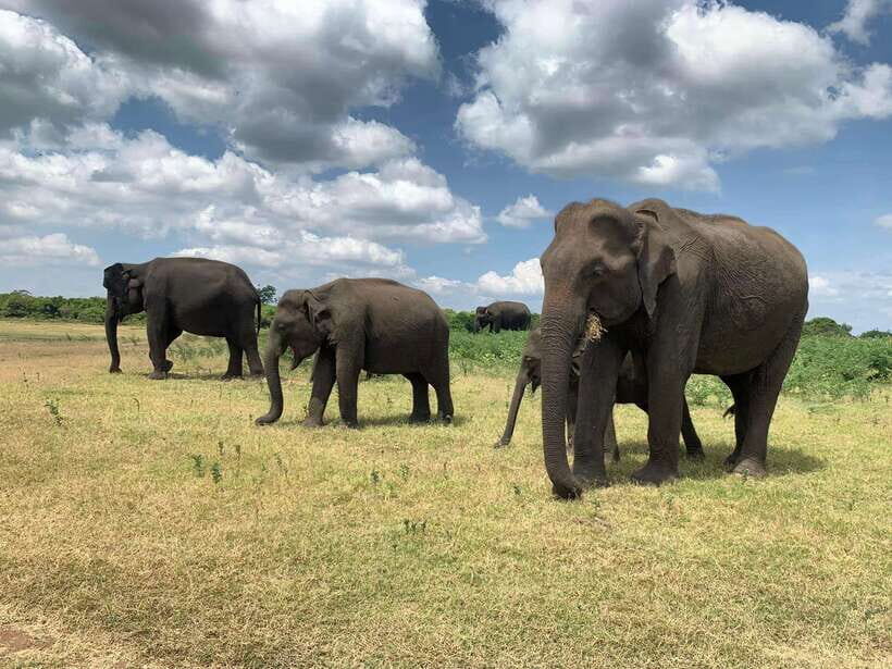 From Ella: Yala Safari with Tangalle/Mirissa/Galle Drop-off - What about food on this day?
