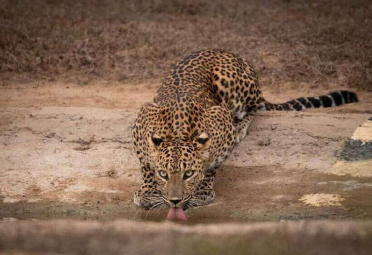 From Ella: Yala Safari with Tangalle/Mirissa/Galle Drop-off - Getting picked up in Ella (or beyond) without the stress