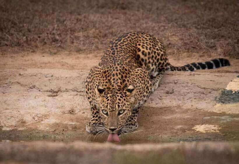 From Ella: Yala Safari with Tangalle/Mirissa/Galle Drop-off - Getting picked up in Ella (or beyond) without the stress