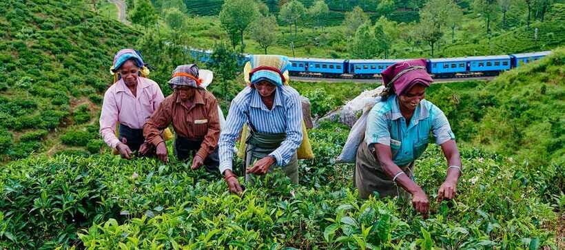 From Galle/Hikkaduwa/Mirissa: Day Trip to Experience Ella - Uva Halpewatte Tea Factory Tour: The Part Most People Underestimate