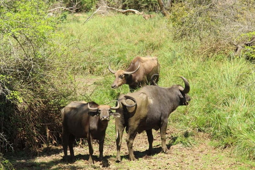 From Galle/ Mirissa/ Tangalle : Udawalawa Safari & Drop Ella - Should you book Udawalawa Safari & Drop Ella?