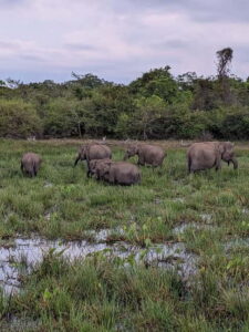 From Galle/ Mirissa/ Tangalle : Udawalawa Safari & Drop Ella - Udawalawe National Park safari in a customized 4x4 jeep