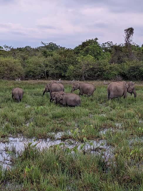 From Galle/ Mirissa/ Tangalle : Udawalawa Safari & Drop Ella - Udawalawe National Park safari in a customized 4x4 jeep