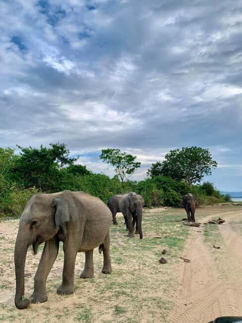 From Hikkaduwa/Mirissa/Galle/Tangalle - Yala Leopard Safari - Your 4x4 safari jeep: why it changes the experience