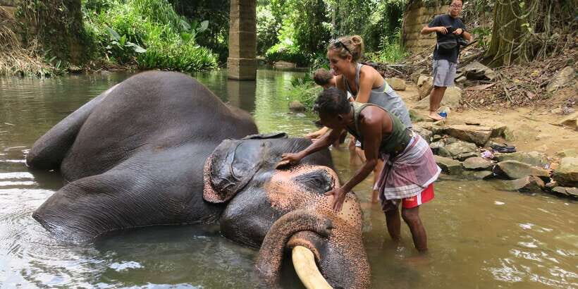 From Kandy: Pinnawala Day Tour - Key things to know before you go