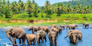 From Kandy: Pinnawala Day Tour - The route around Kandy: viewpoints, stupa time, and hill-country breaks
