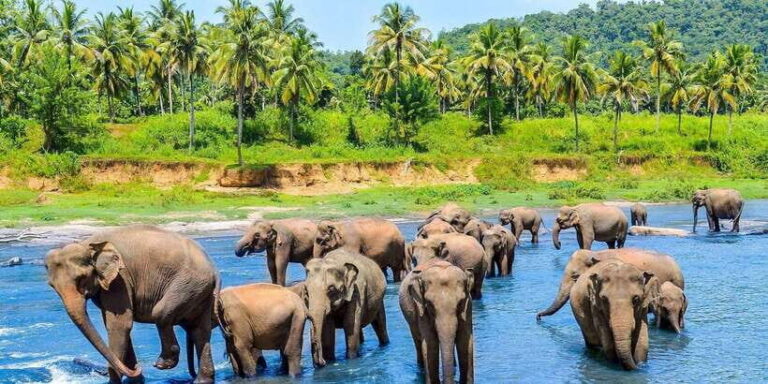 From Kandy: Pinnawala Day Tour - The route around Kandy: viewpoints, stupa time, and hill-country breaks