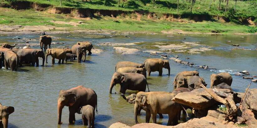 From Kandy: Pinnawala Day Tour - Your guide and the tuk-tuk: why transport quality changes the whole day
