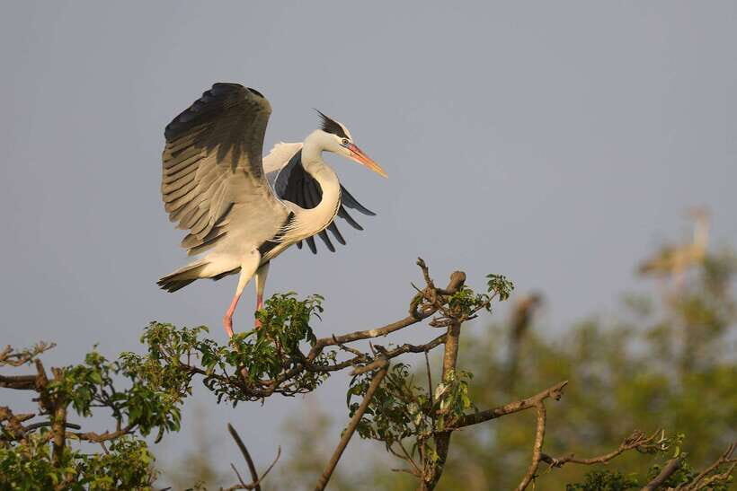 From Mirissa/Galle/Hikkaduwa: Udawalawa National Park Safari - Who should book this Udawalawe + Transit Home day?