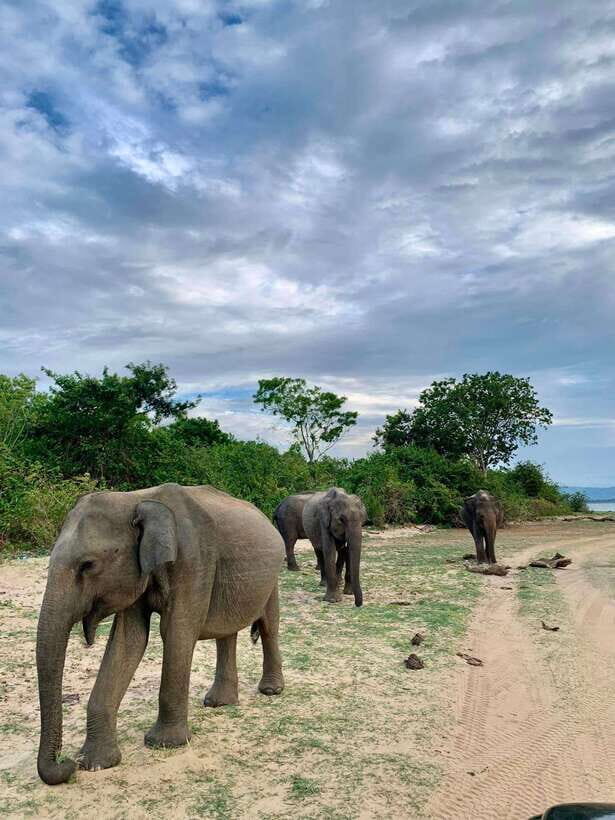 From Mirissa/Galle/Hikkaduwa: Udawalawa National Park Safari - From Galle and Mirissa to Udawalawe: why the route works