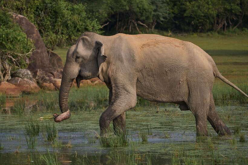 From Mirissa/Galle/Hikkaduwa: Udawalawa National Park Safari - Elephant Transit Home: the stop that changes the whole mood