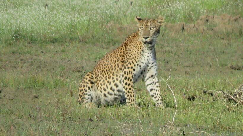 From Mirissa/Galle/Hikkaduwa: Udawalawa National Park Safari - Practical tips that make the safari smoother