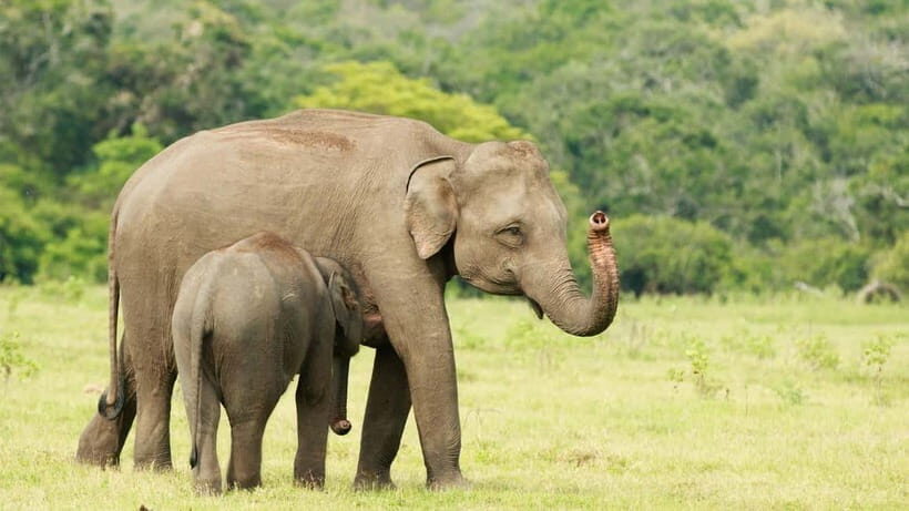 From Mirissa / Galle / Tangalle to Yala Safari & Drop- Ella - Wildlife Targets: Leopards Are the Headline, Elephants Are Often the Main Character