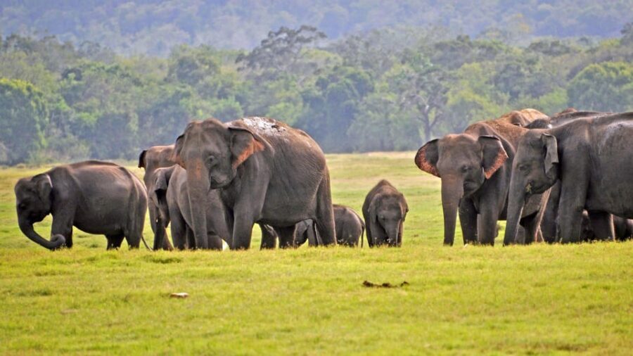 From Mirissa / Galle / Tangalle to Yala Safari & Drop- Ella - Price and Value: The Low Headline Fare vs the Real Extras