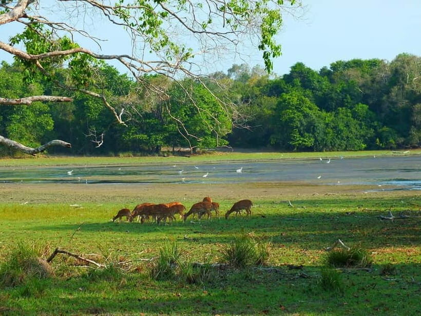 From Mirissa / Galle / Tangalle to Yala Safari & Drop- Ella - What to Pack (and What to Avoid) for a Long Safari Day