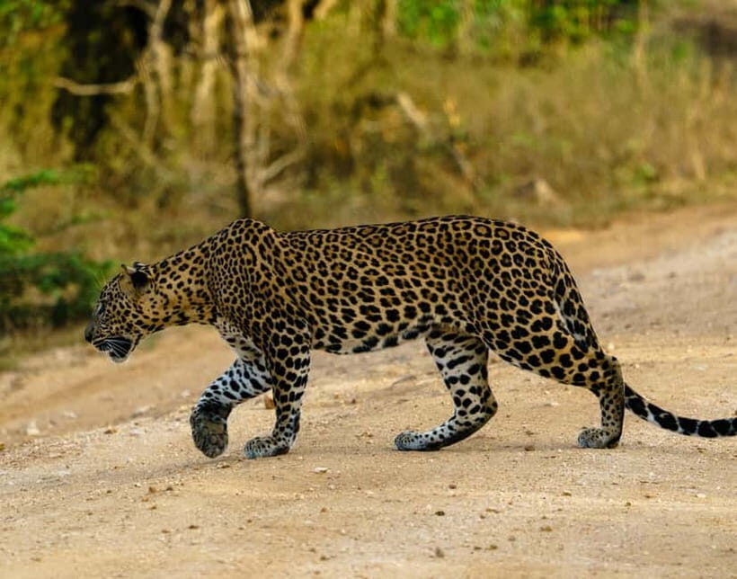 From Mirissa / Galle / Tangalle to Yala Safari & Drop- Ella - The Transfer Comfort: Why the Car Matters as Much as the Jeep