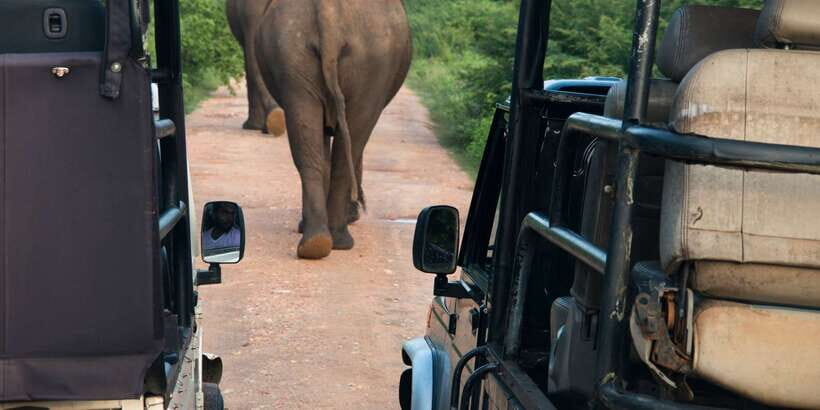 From Negombo: Wilpattu National Park Safari Guided Day Tour - Wilpattu’s Villus lakes make this safari feel different