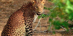 From Negombo: Wilpattu National Park Safari Guided Day Tour - The Negombo-to-Wilpattu timing: a long day, but it’s structured