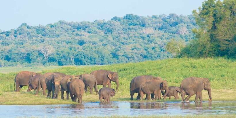 From Negombo: Wilpattu National Park Safari Guided Day Tour - Lunch, coffee, and the breaks that keep the day working