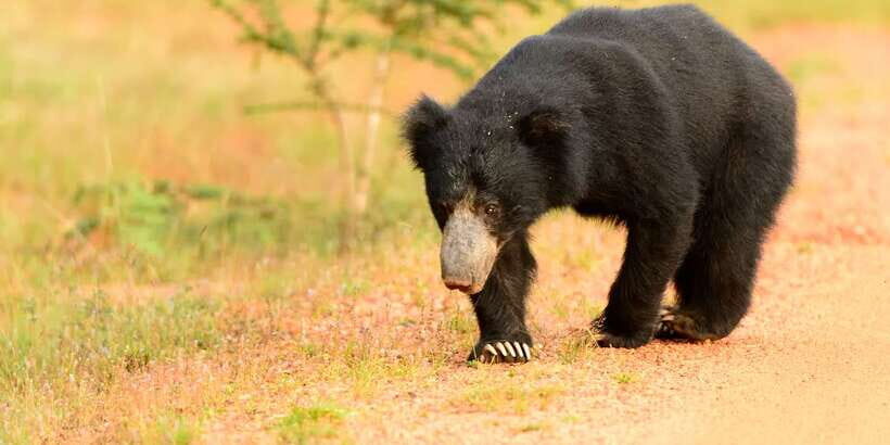 From Negombo: Wilpattu National Park Safari Guided Day Tour - What to pack (and what to skip) for a smooth safari day