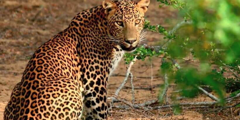 From Negombo: Wilpattu National Park Safari Guided Day Tour - The Negombo-to-Wilpattu timing: a long day, but it’s structured