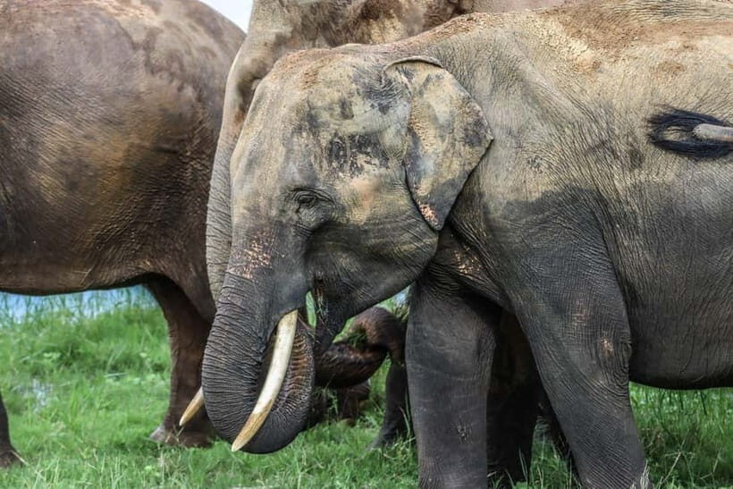 From Sigiriya Hurulu Eco Park ElephantSafari ticket included - Hurulu Eco Park Safari: What You’re Actually Buying