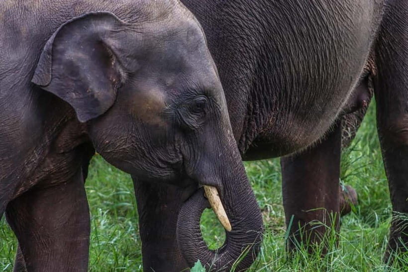 From Sigiriya Hurulu Eco Park ElephantSafari ticket included - Pickup From Sigiriya: The Easiest Way to Start