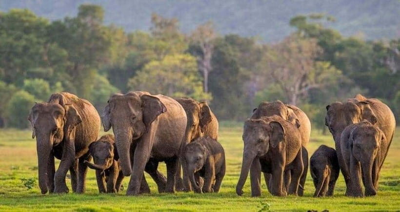 From Sigiriya: Minneriya National Park Elephant Safari - Elephant sightings: what “hundreds in one location” feels like