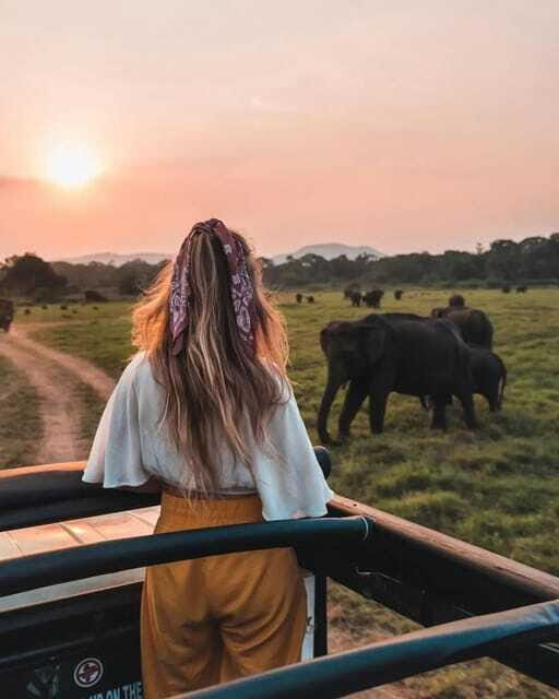 From Sigiriya: Minneriya National Park Elephant Safari - Beyond elephants: the wildlife mix you can actually expect