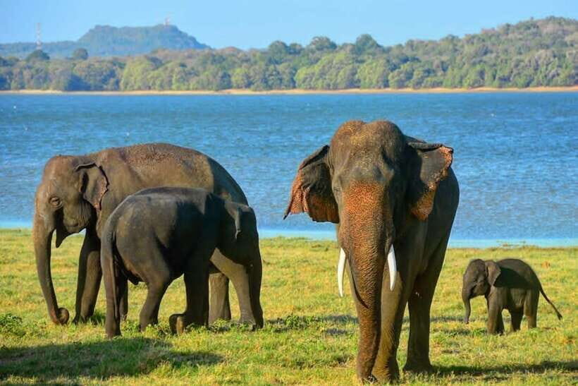 From Sigiriya: Minneriya National Park Elephant Safari - Comfort in a Sri Lankan safari jeep (and what to bring)