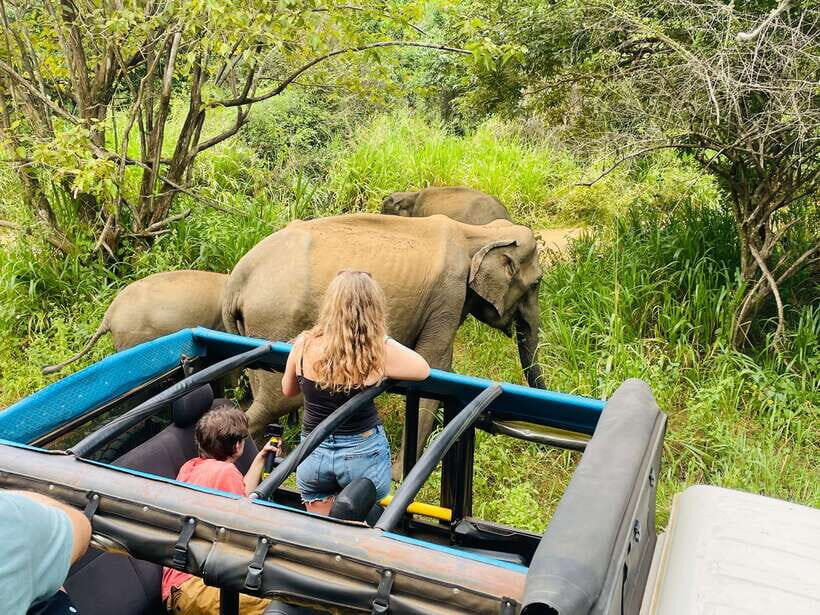 From Sigiriya: Minneriya National Park Private Jeep Safari - When Minneriya is wet: how Kaudulla and Hurulu replace the plan