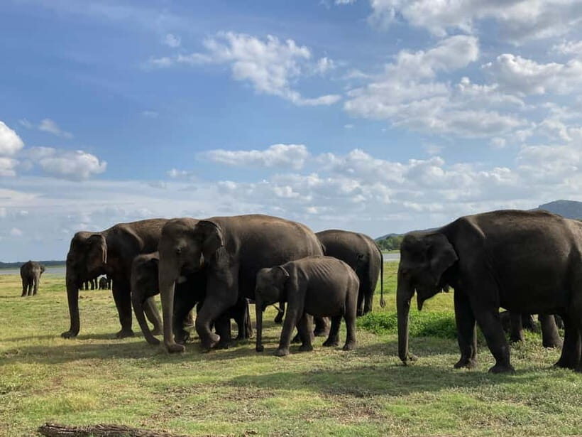 From Sigiriya: Minneriya National Park Private Jeep Safari - Wildlife beyond elephants: what else you might spot