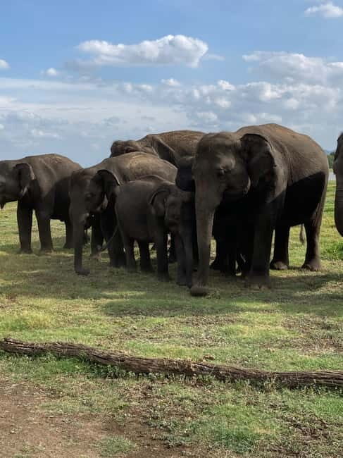 From Sigiriya: Minneriya National Park Private Jeep Safari - Birdwatching at Minneriya Tank: the easiest win you’ll notice