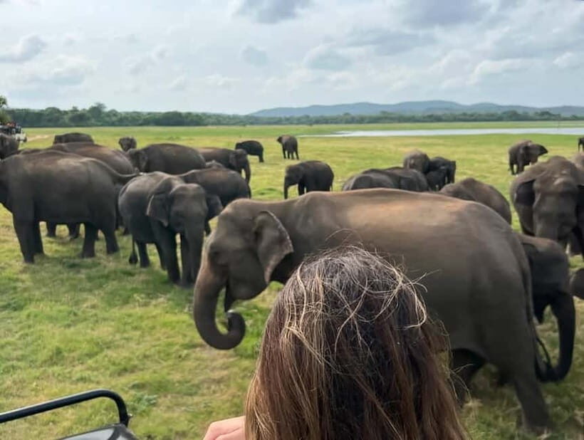 From Sigiriya: Minneriya National Park Private Jeep Safari - Price and the entrance fee reality check (what $38 doesn’t include)