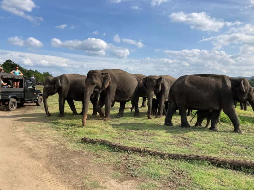 From Sigiriya: Minneriya National Park Private Jeep Safari - What to pack and how to behave around elephants (so it stays magical)