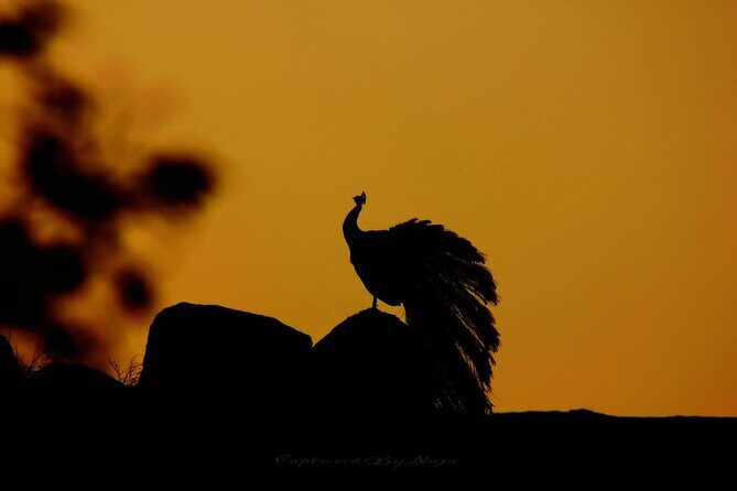 Full day / Half Day WildlifeAdventure in Yala-National-Park - Key moments that make this safari special