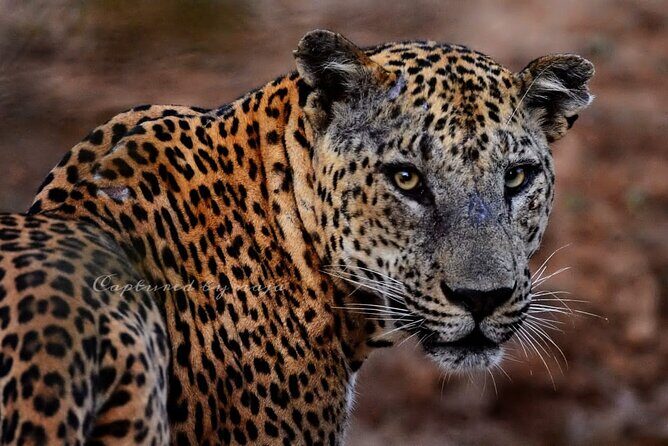 Full day / Half Day WildlifeAdventure in Yala-National-Park - Entering Yala’s golden hours for leopard odds