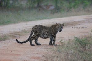 Full day / Half Day WildlifeAdventure in Yala-National-Park - What’s included (and the one cost you should plan for)