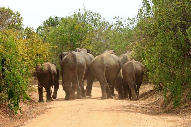 Full day / Half Day WildlifeAdventure in Yala-National-Park - How the safari day typically unfolds inside Yala National Park