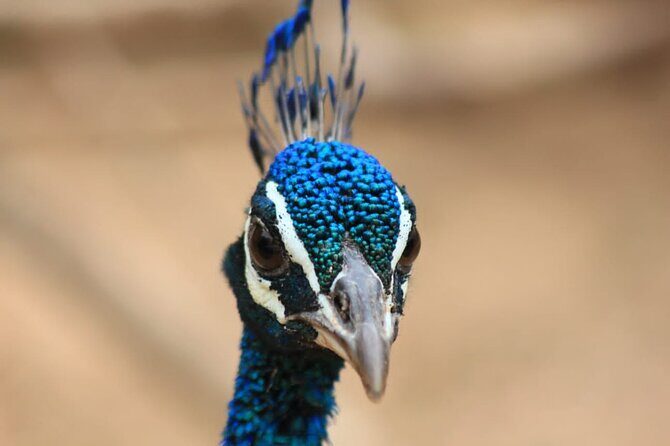 Full day / Half Day WildlifeAdventure in Yala-National-Park - Wildlife in Yala: what you can realistically plan to see