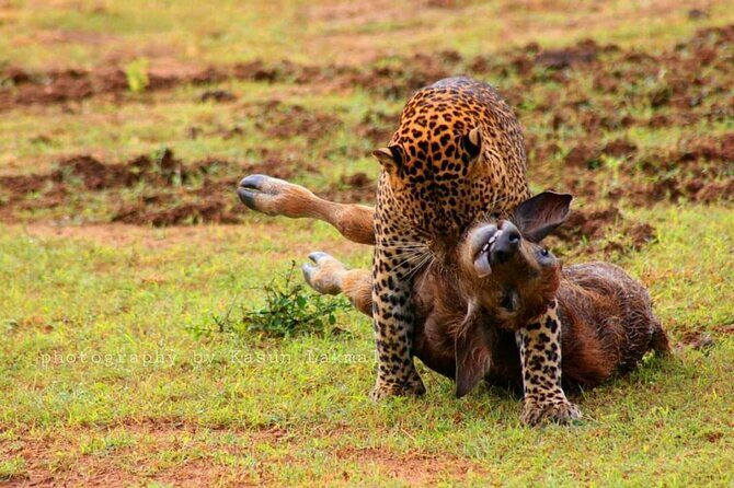 Full day / Half Day WildlifeAdventure in Yala-National-Park - Crowds and jeep traffic: the one thing you can’t control