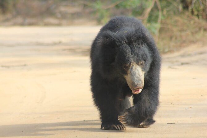 Full day / Half Day WildlifeAdventure in Yala-National-Park - Choosing full-day leopard vs standard vs shorter safaris